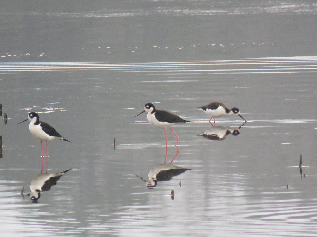 Black-necked Stilt - ML306139221