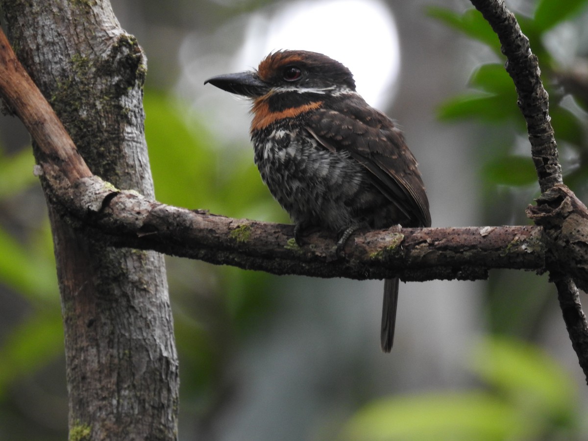 Spotted Puffbird - ML306140671