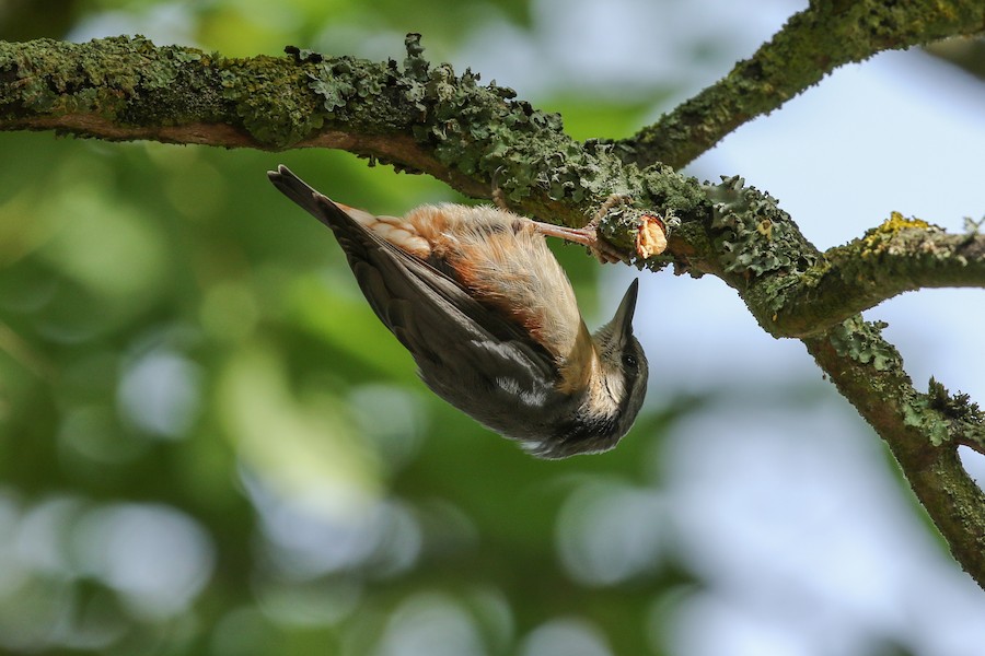 Eurasian Nuthatch, Darland's Lake NR