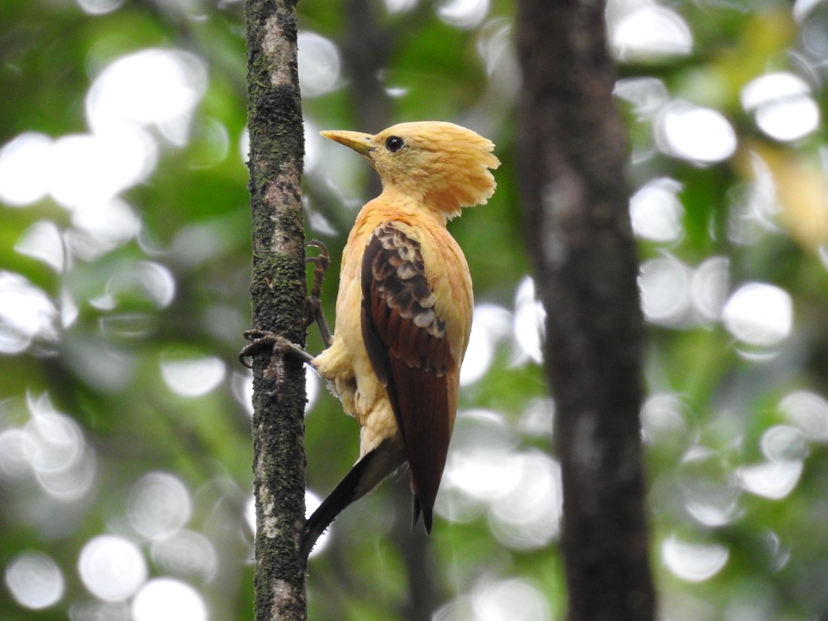 Cream-colored Woodpecker - ML306140911