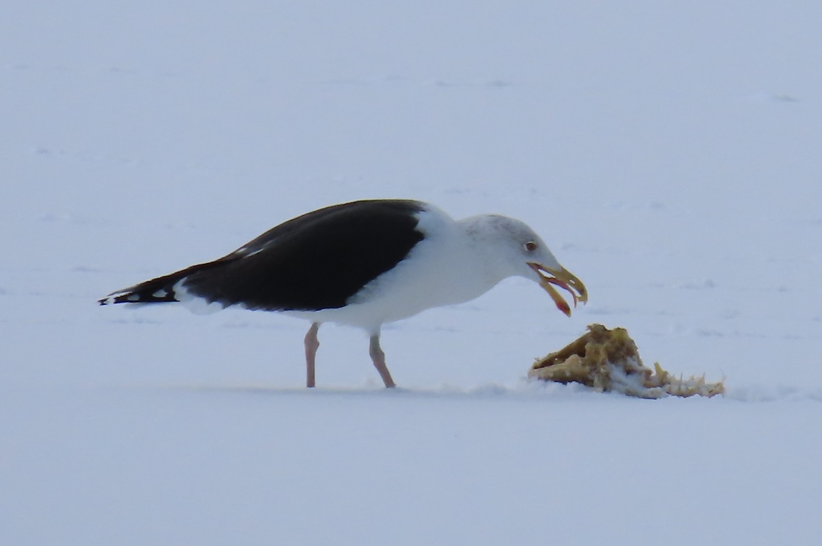 Great Black-backed Gull - ML306143091