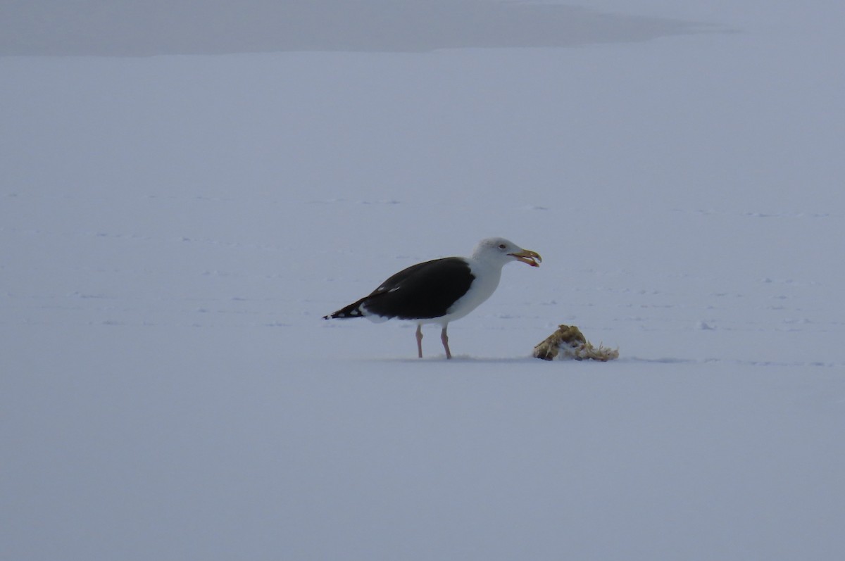 Great Black-backed Gull - ML306143111