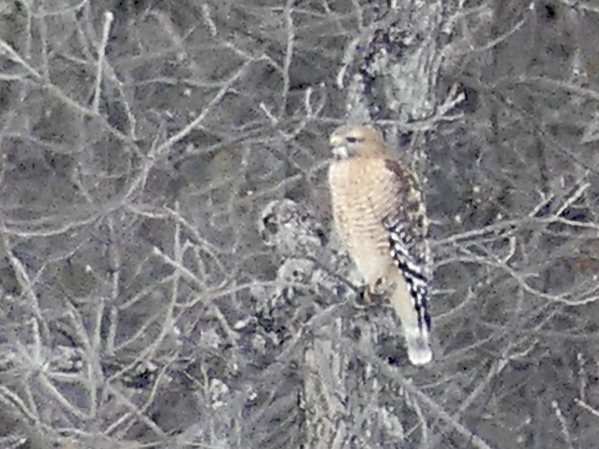 Канюк рудоплечий - ML306143711