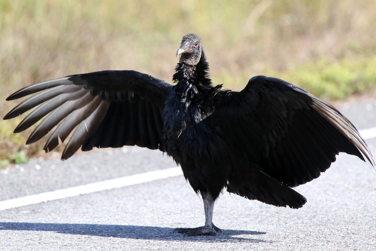 Black Vulture - ML306145411
