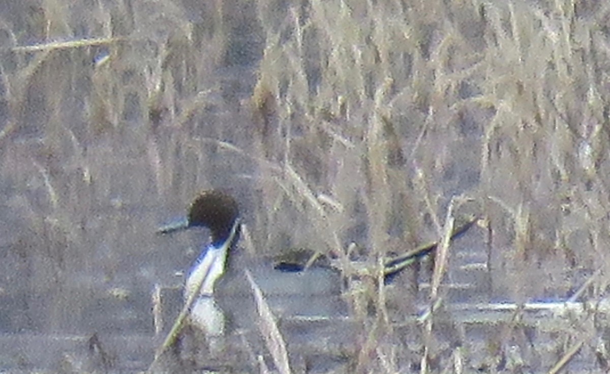 Northern Pintail - ML306145801