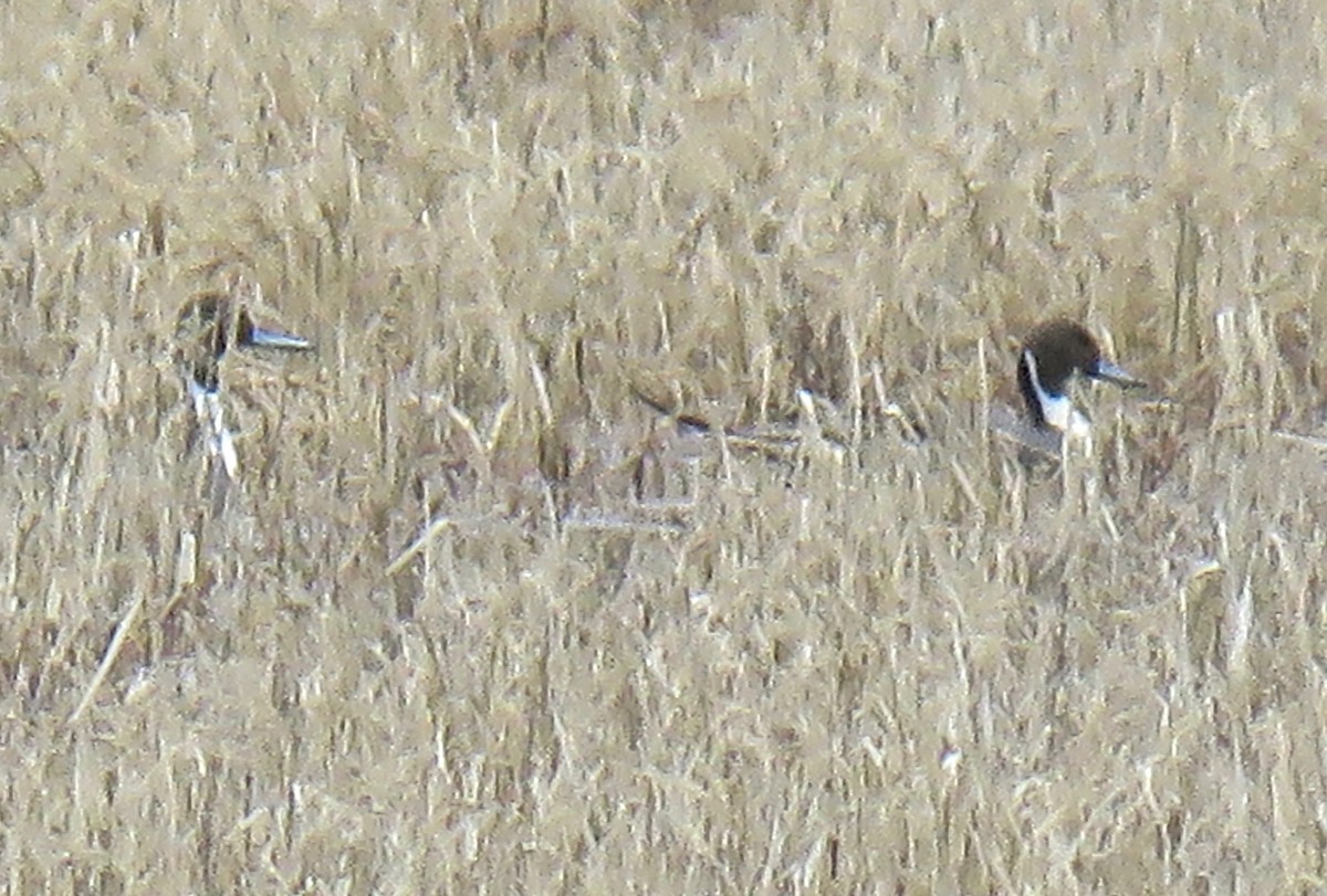 Northern Pintail - ML306145811