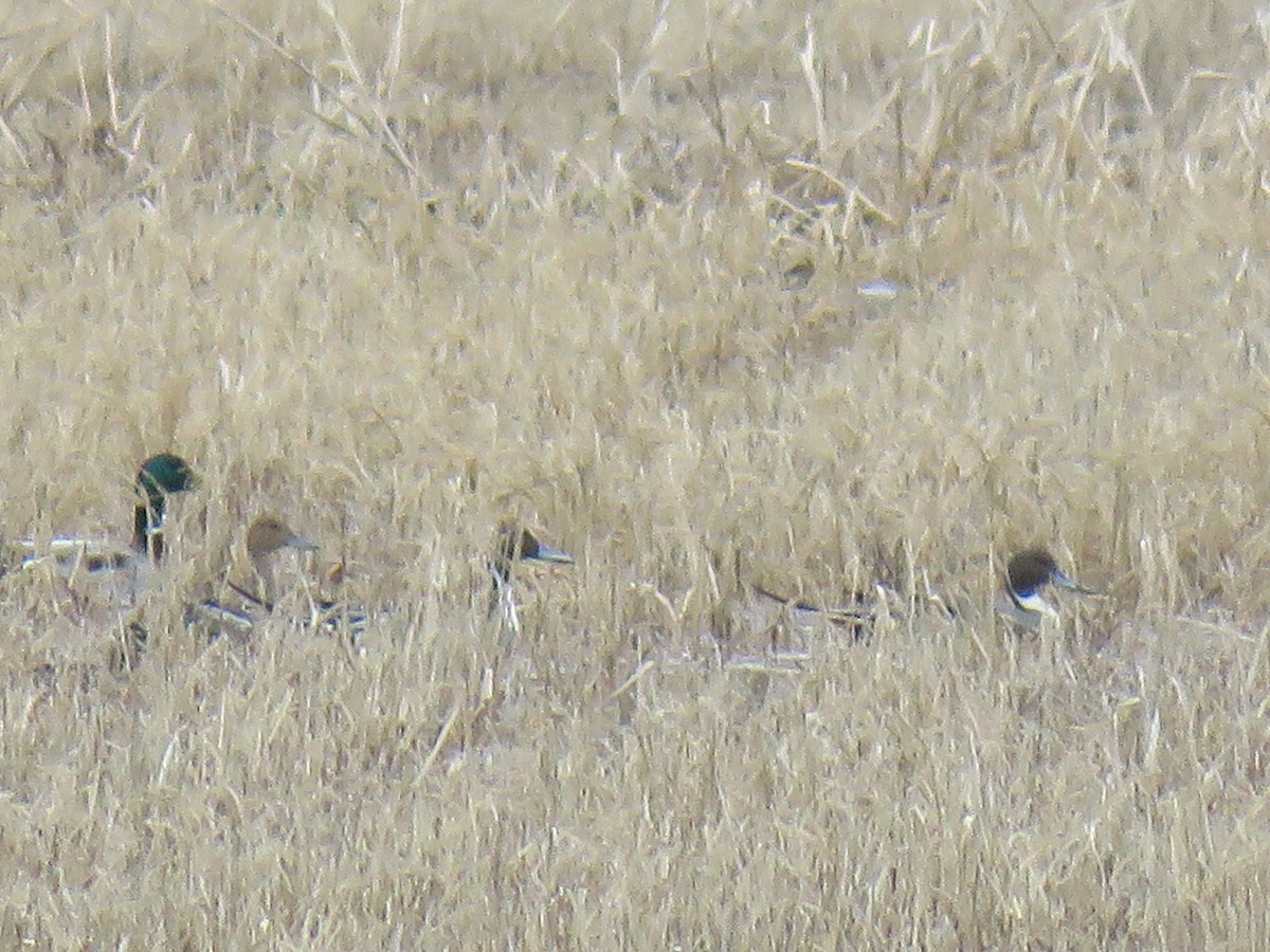 Northern Pintail - ML306145821