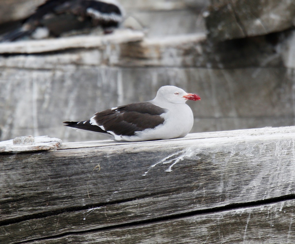 Dolphin Gull - ML306147241