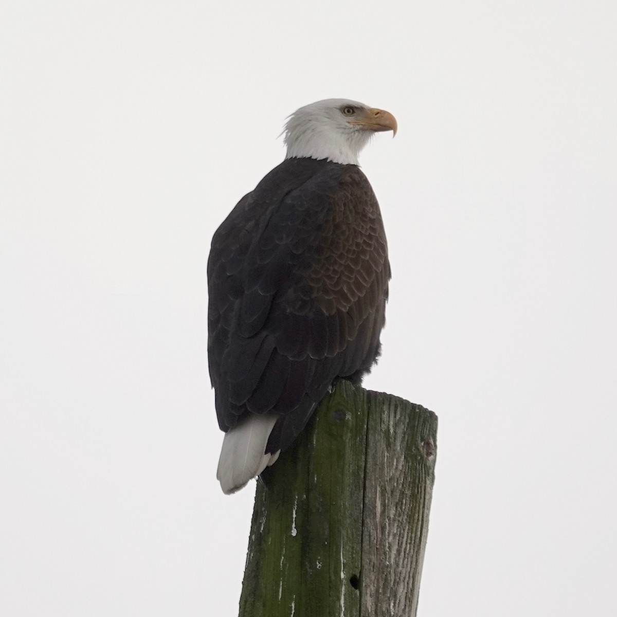 Bald Eagle - ML306147651