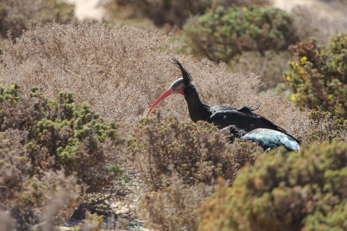 ibis skalní - ML306149931
