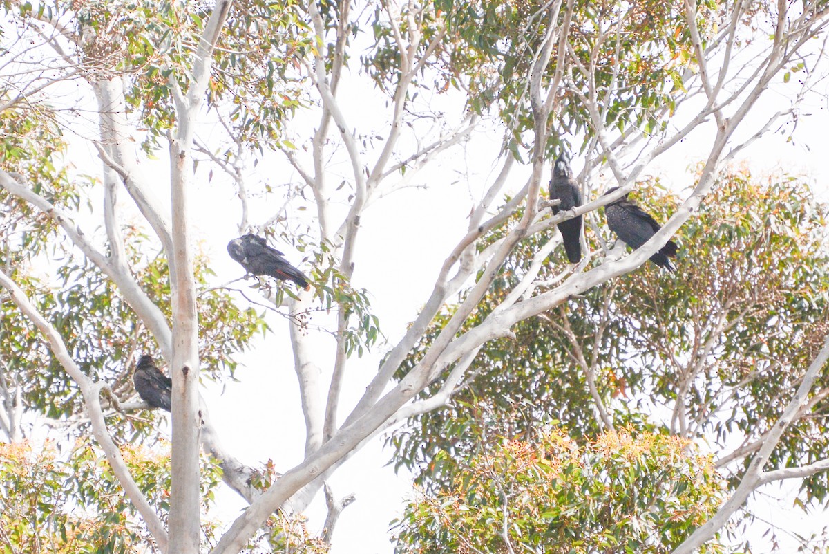 Red-tailed Black-Cockatoo - ML306149971