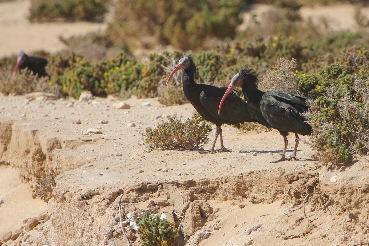 ibis skalní - ML306150011
