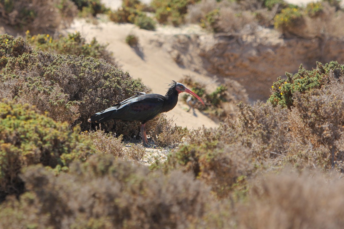skallet ibis - ML306150041