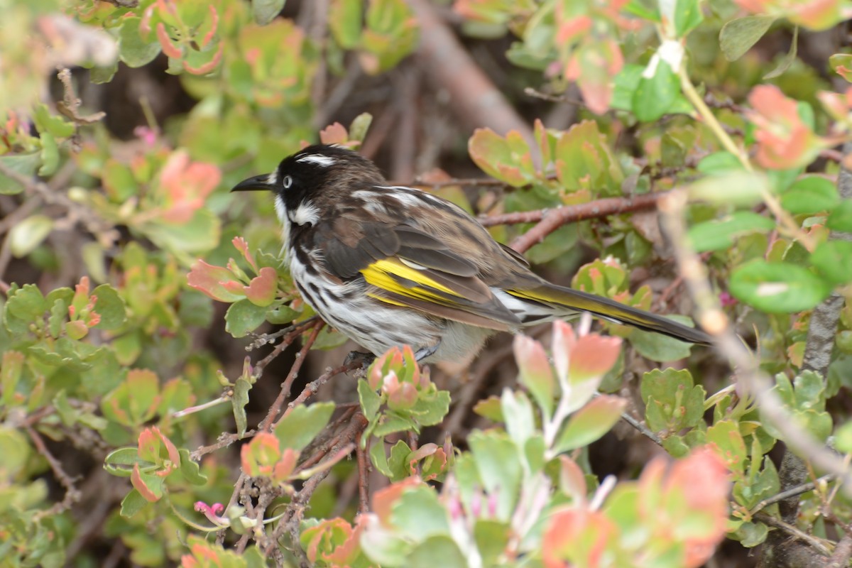 New Holland Honeyeater - ML306150091