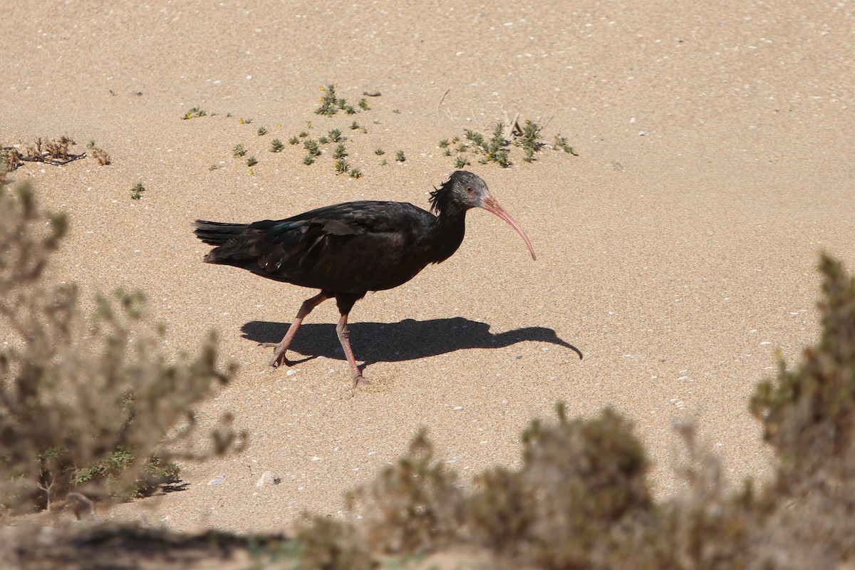 ibis skalní - ML306150111