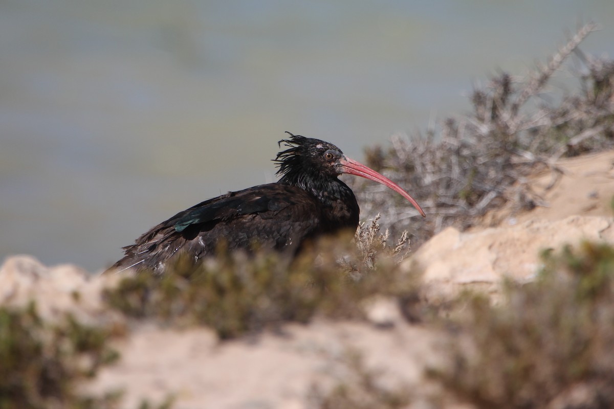 Northern Bald Ibis - ML306150121