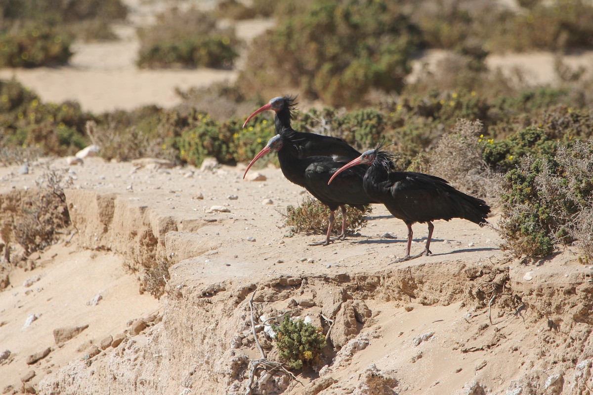 ibis skalní - ML306150221
