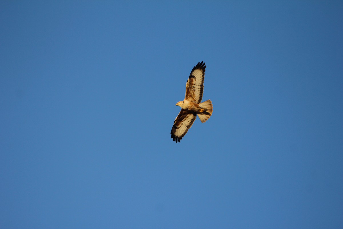 Long-legged Buzzard - ML306150281