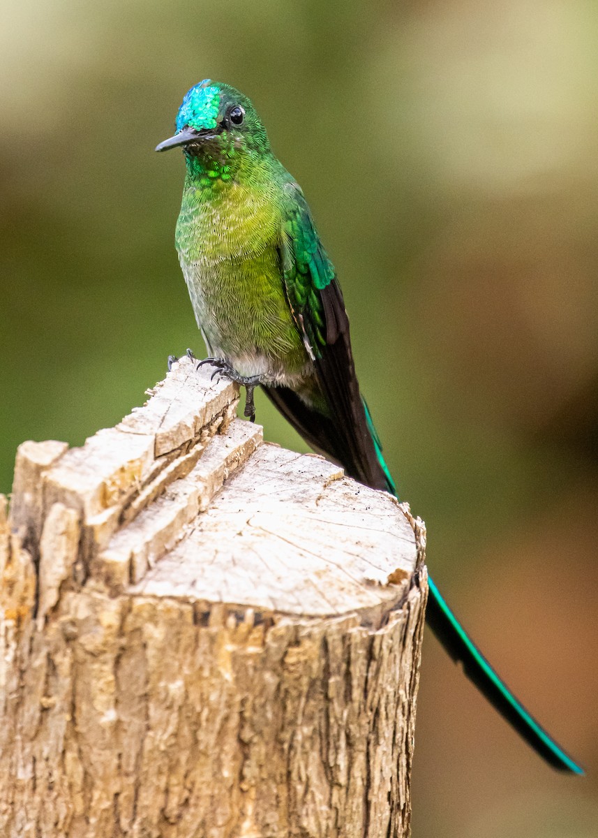 Long-tailed Sylph - ML306152331