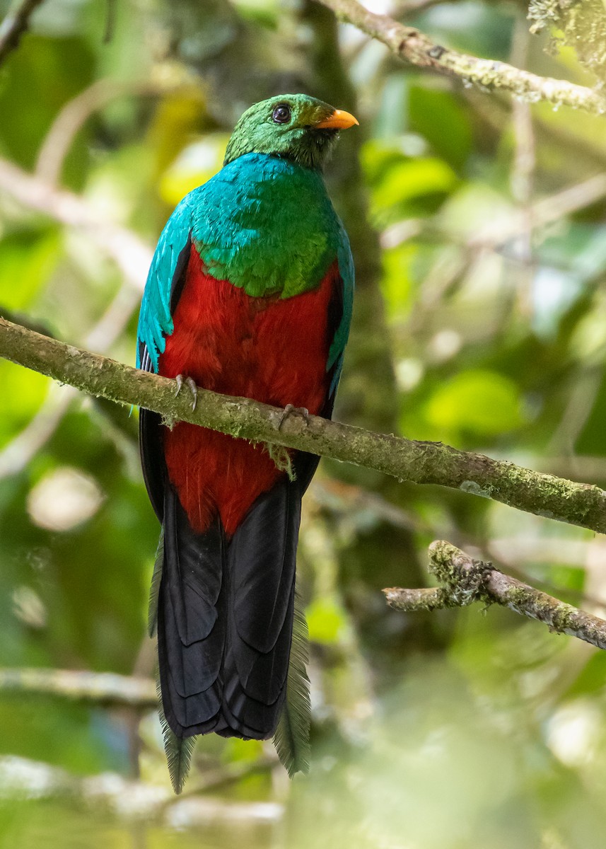 Golden-headed Quetzal - ML306152471