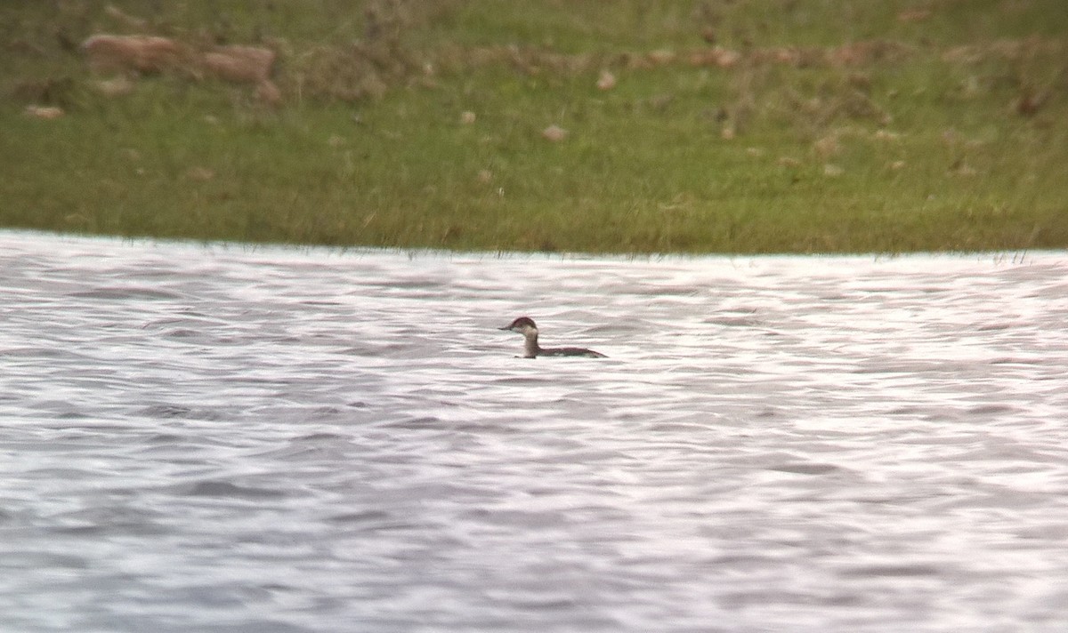 Eared Grebe - ML306152521