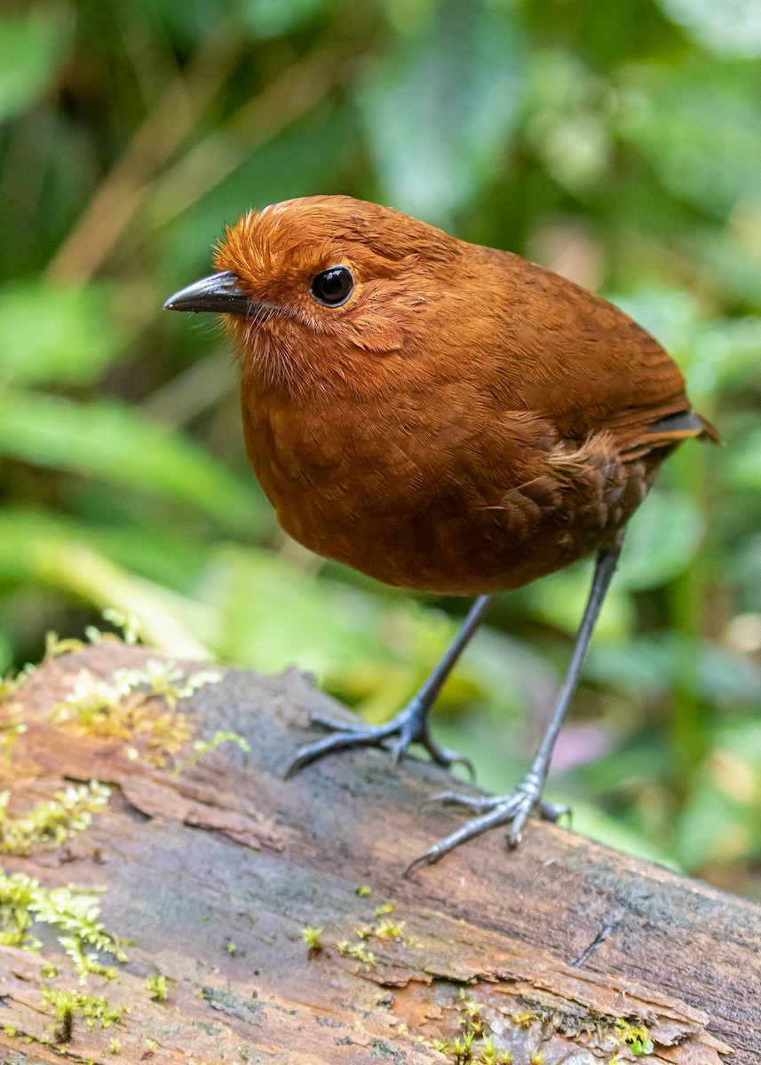 Chami Antpitta - ML306152761