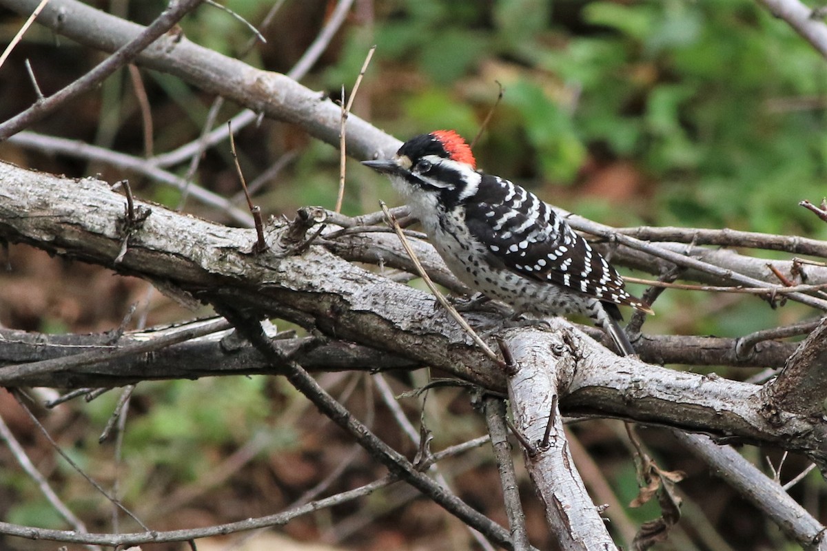 Nuttall's Woodpecker - Robert McNab