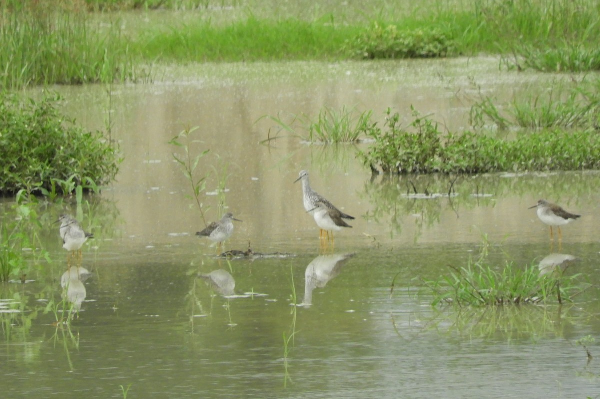 Solitary Sandpiper - ML306153791