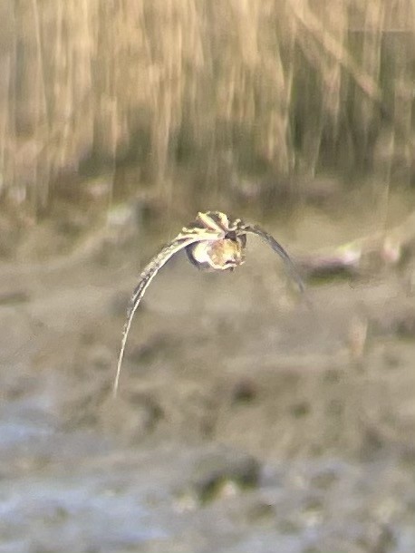 Wilson's Snipe - ML306154341