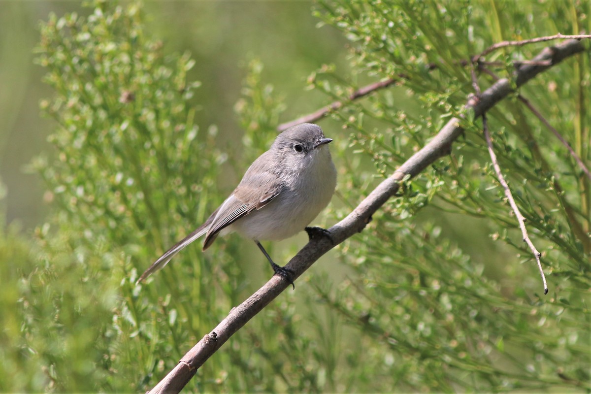 Blue-gray Gnatcatcher - ML306154811