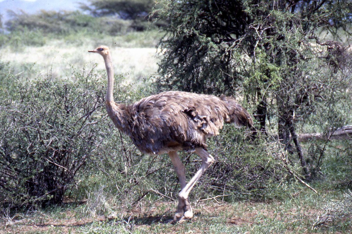 Somali Ostrich - stephen  carter