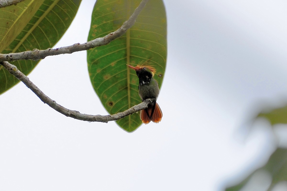 Rufous-crested Coquette - ML306155611