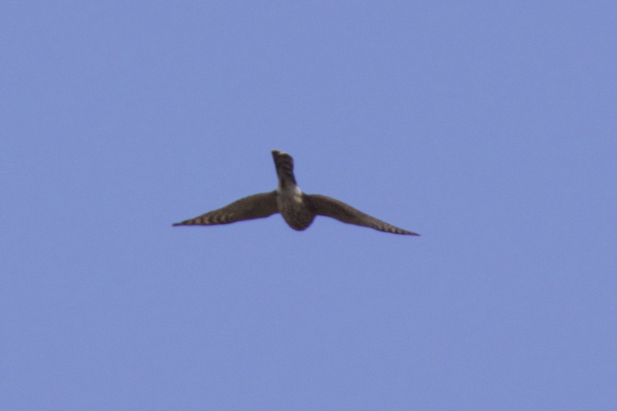 Cooper's Hawk - ML306157531