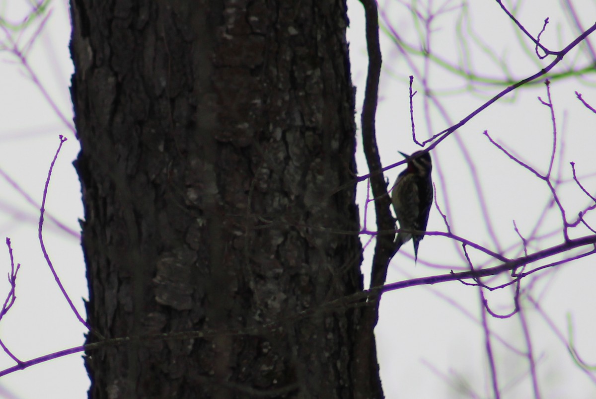 Yellow-bellied Sapsucker - ML306157631