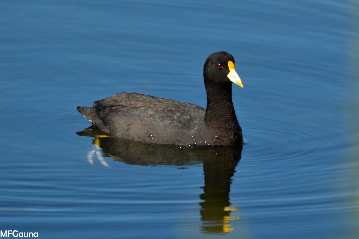 White-winged Coot - ML306158381