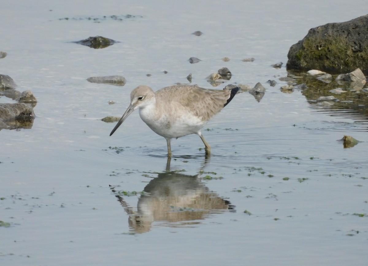 Willet - Kathy Rhodes