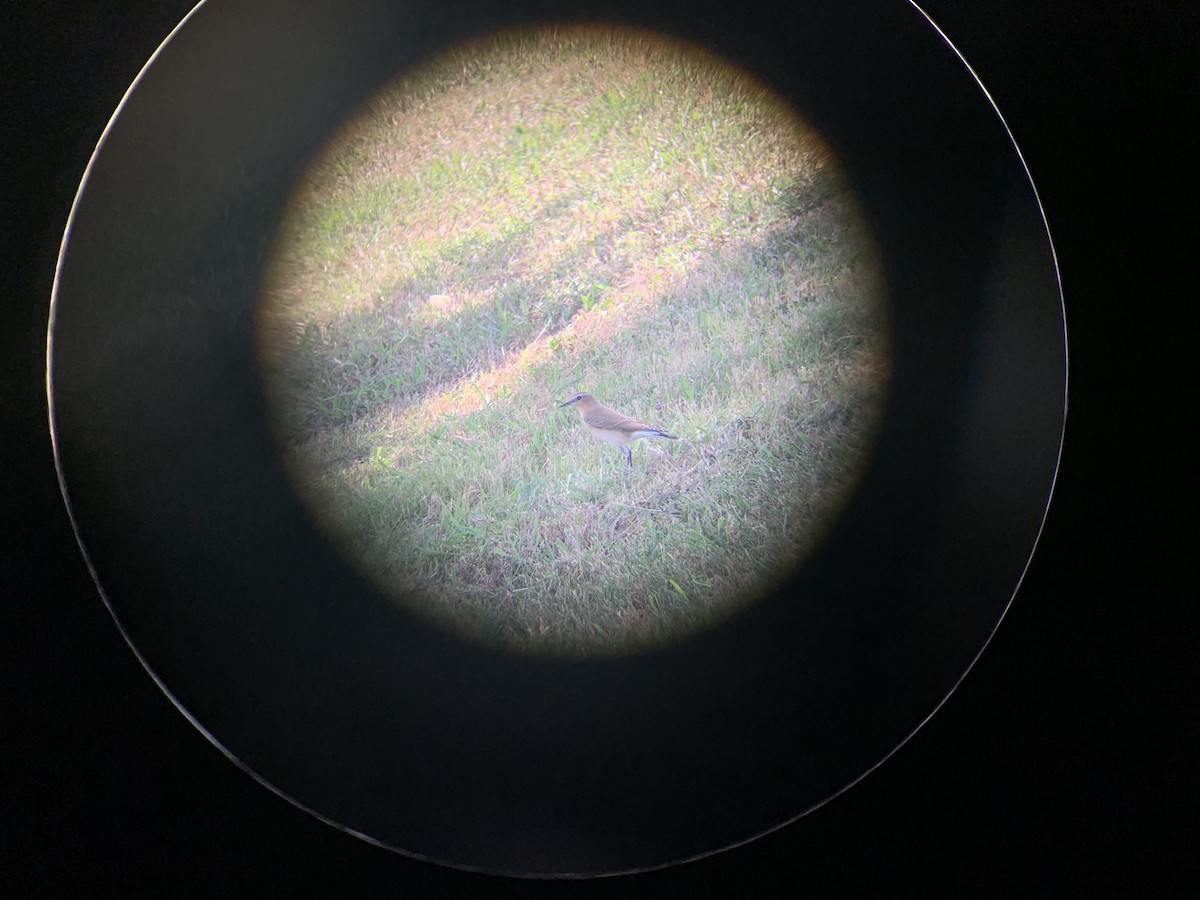 Steinschmätzer - ML306159461