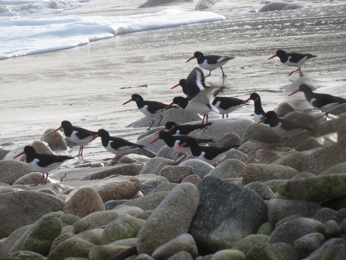 Eurasian Oystercatcher - ML306159681