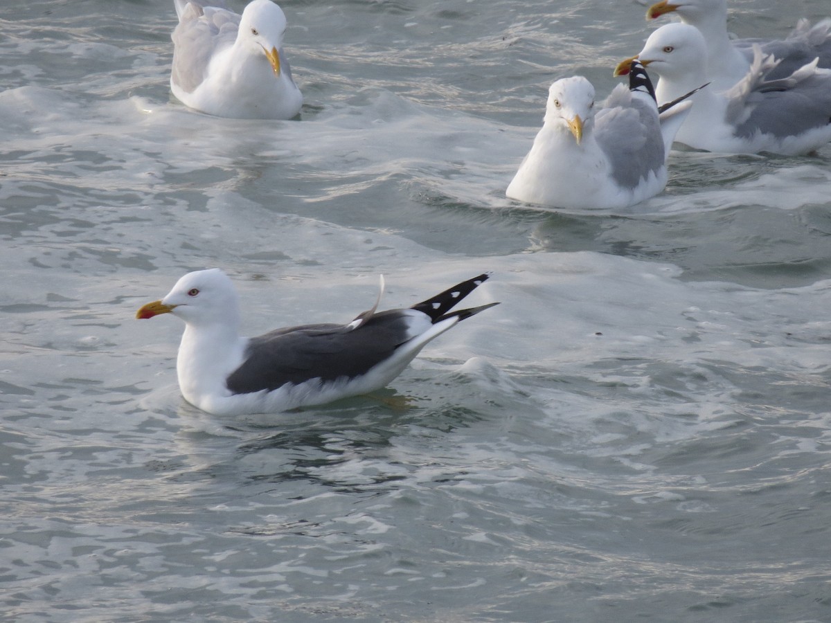 Lesser Black-backed Gull - ML306160661