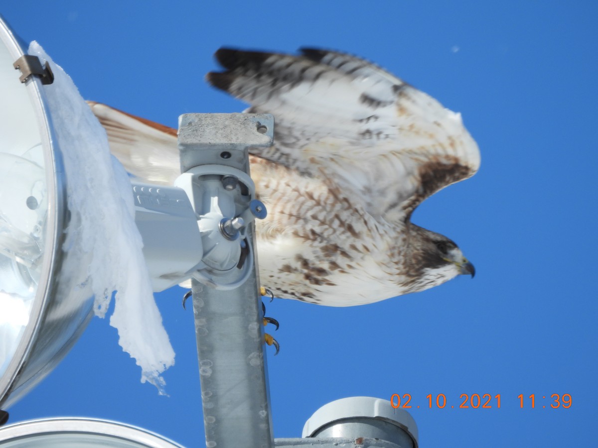 Red-tailed Hawk - ML306161171