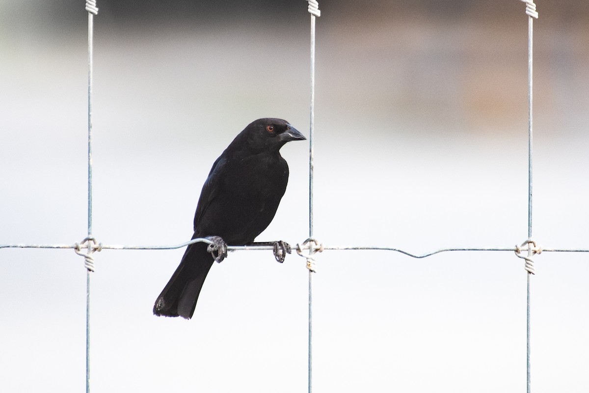 Bronzed Cowbird - ML306161191