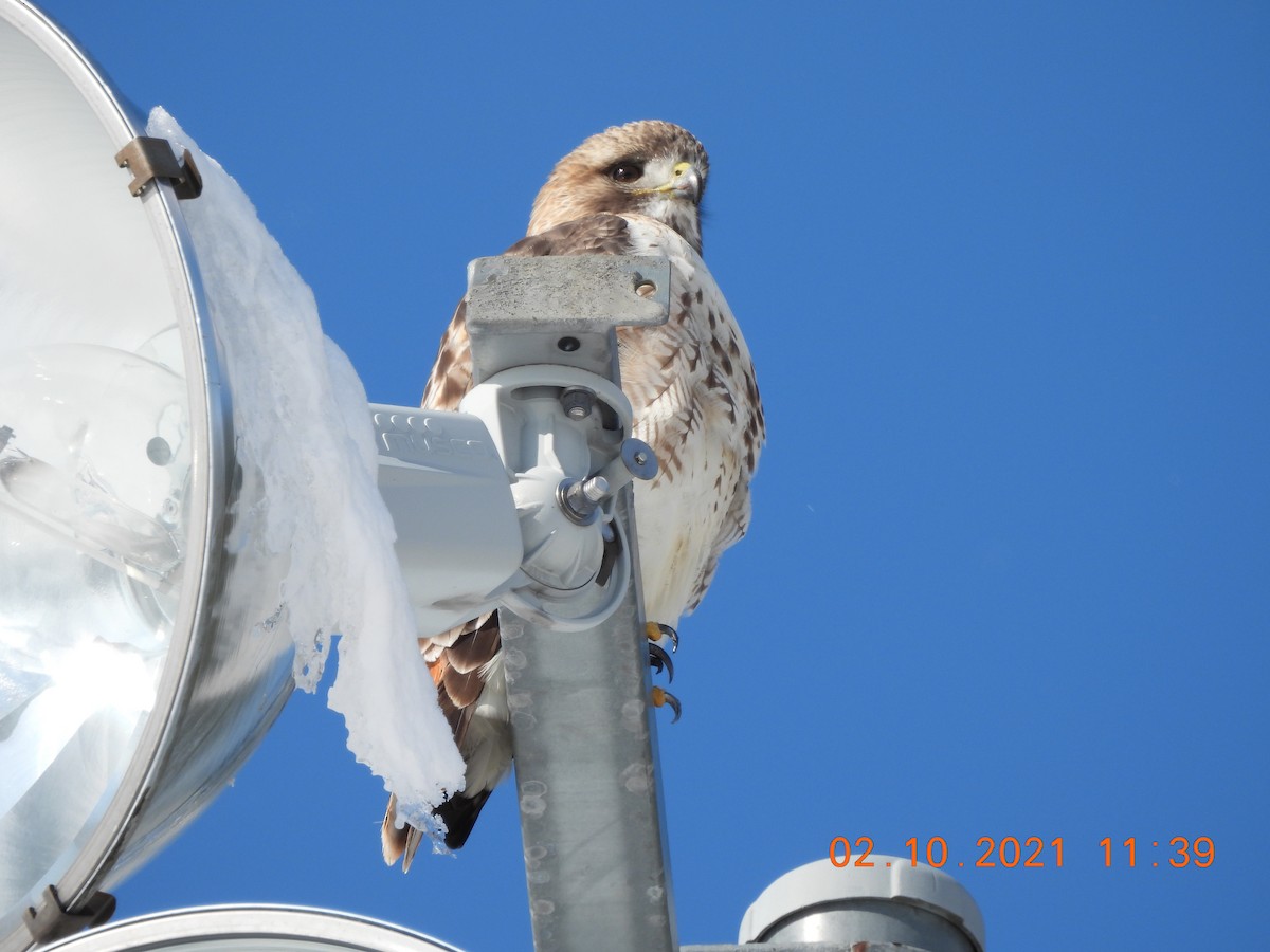 Red-tailed Hawk - ML306161231