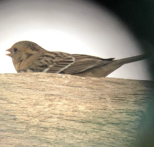 Harris's Sparrow - ML306163701