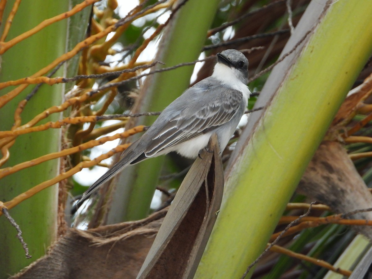 Gray Kingbird - ML306165021