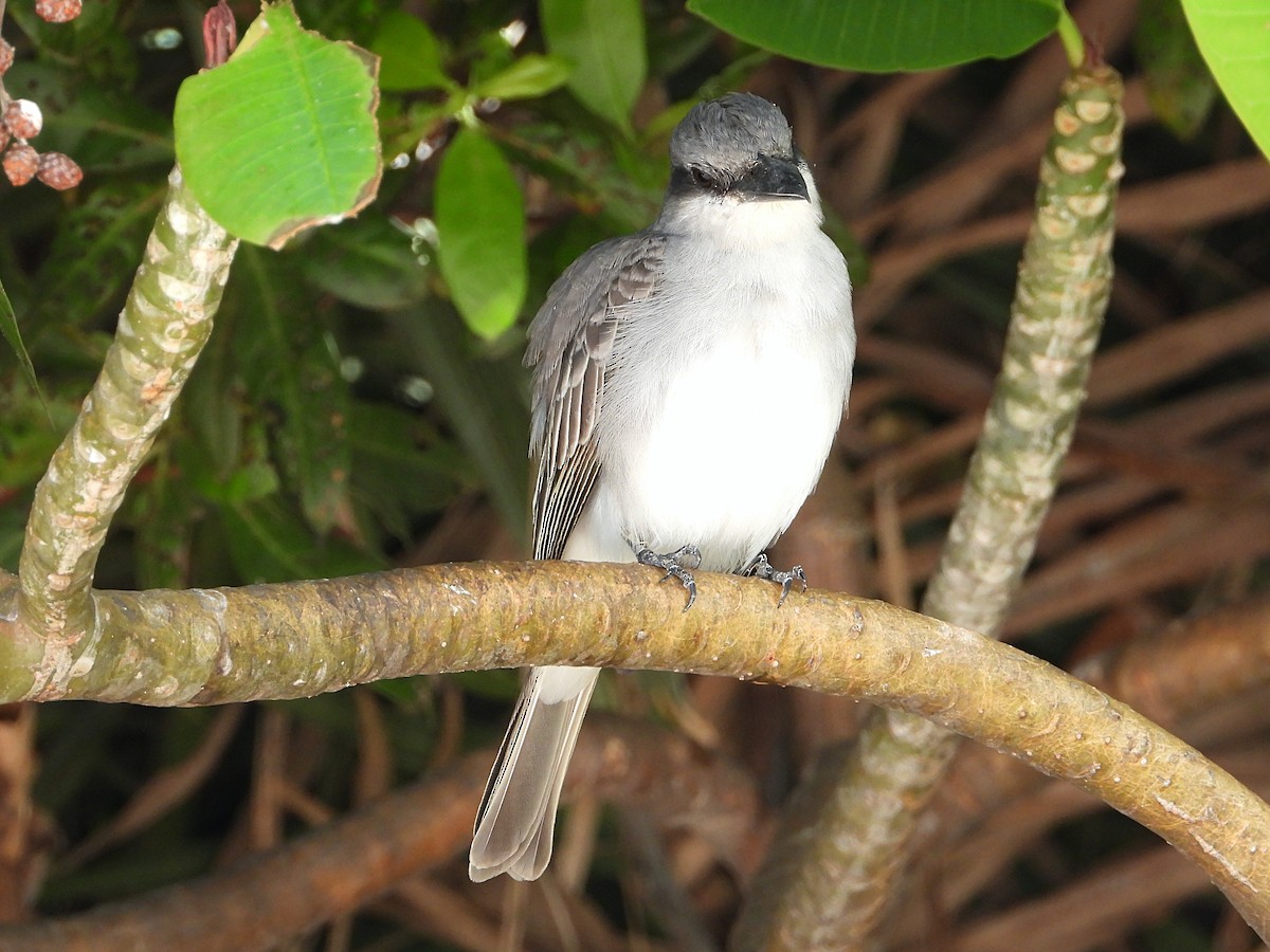 Gray Kingbird - ML306165061