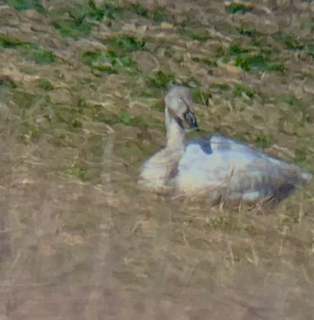 Tundra Swan - ML306165111