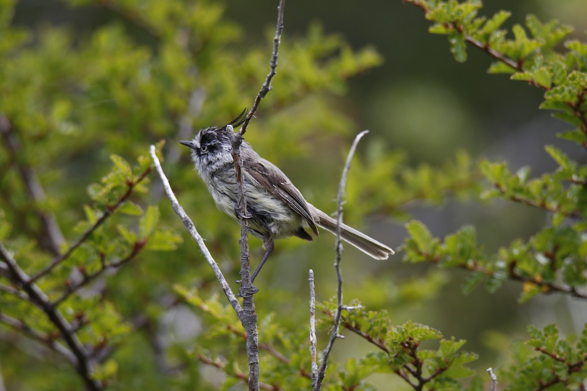 Taurillon mésange - ML306166941