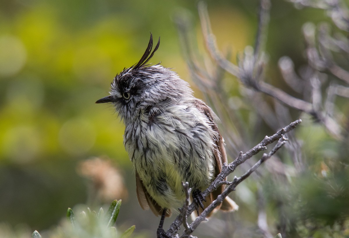 Tufted Tit-Tyrant - ML306166971