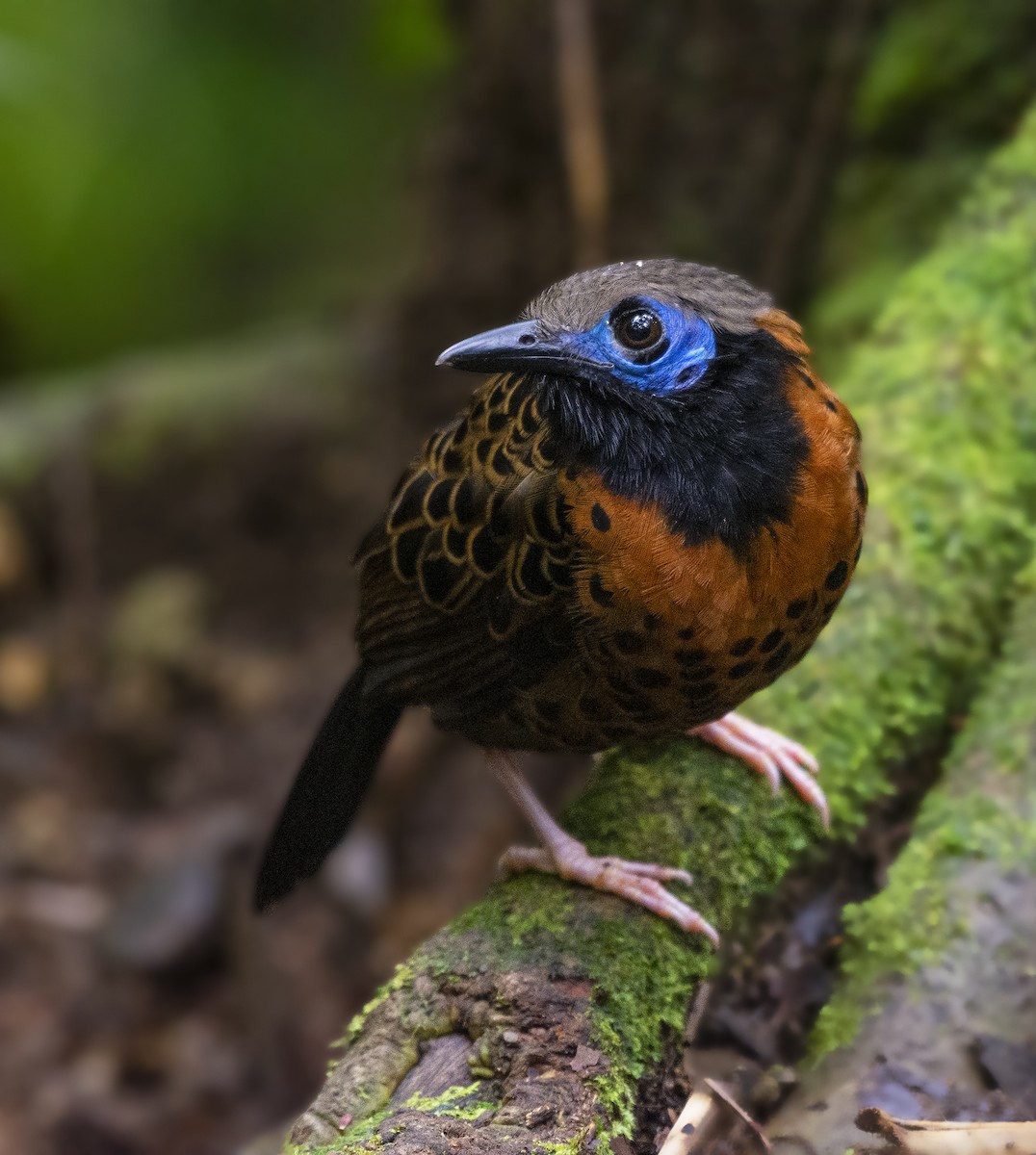 Ocellated Antbird - ML306168591