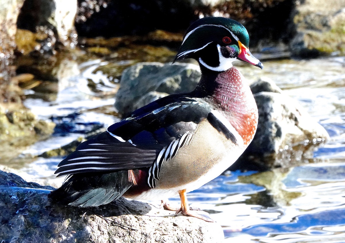 Wood Duck - ML306169401